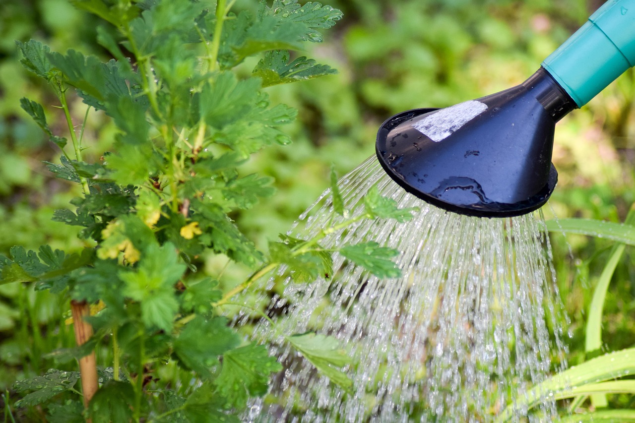 Planten met parasol bescherming tegen hitte. Planten met parasol bescherming tegen hitte.