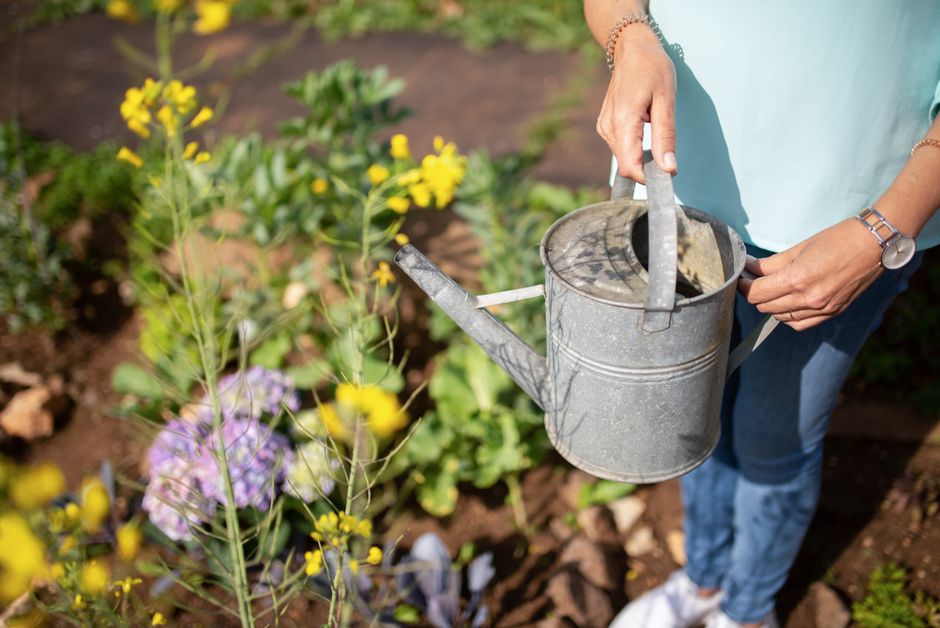 Tuinier geeft schaduw aan dorstige planten. Tuinier geeft schaduw aan dorstige planten.