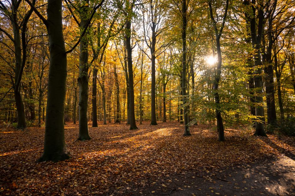Transparante gordijnen filteren zacht herfstlicht binnen.